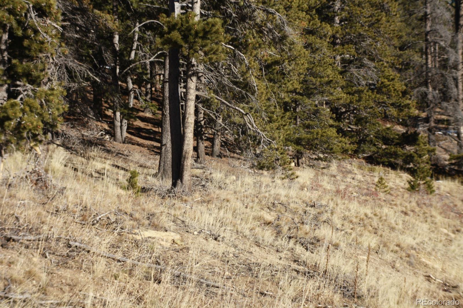 0 Caesar Road Black Hawk, CO 80422 - Photo 6 of 7 a view of a pathway with a tree