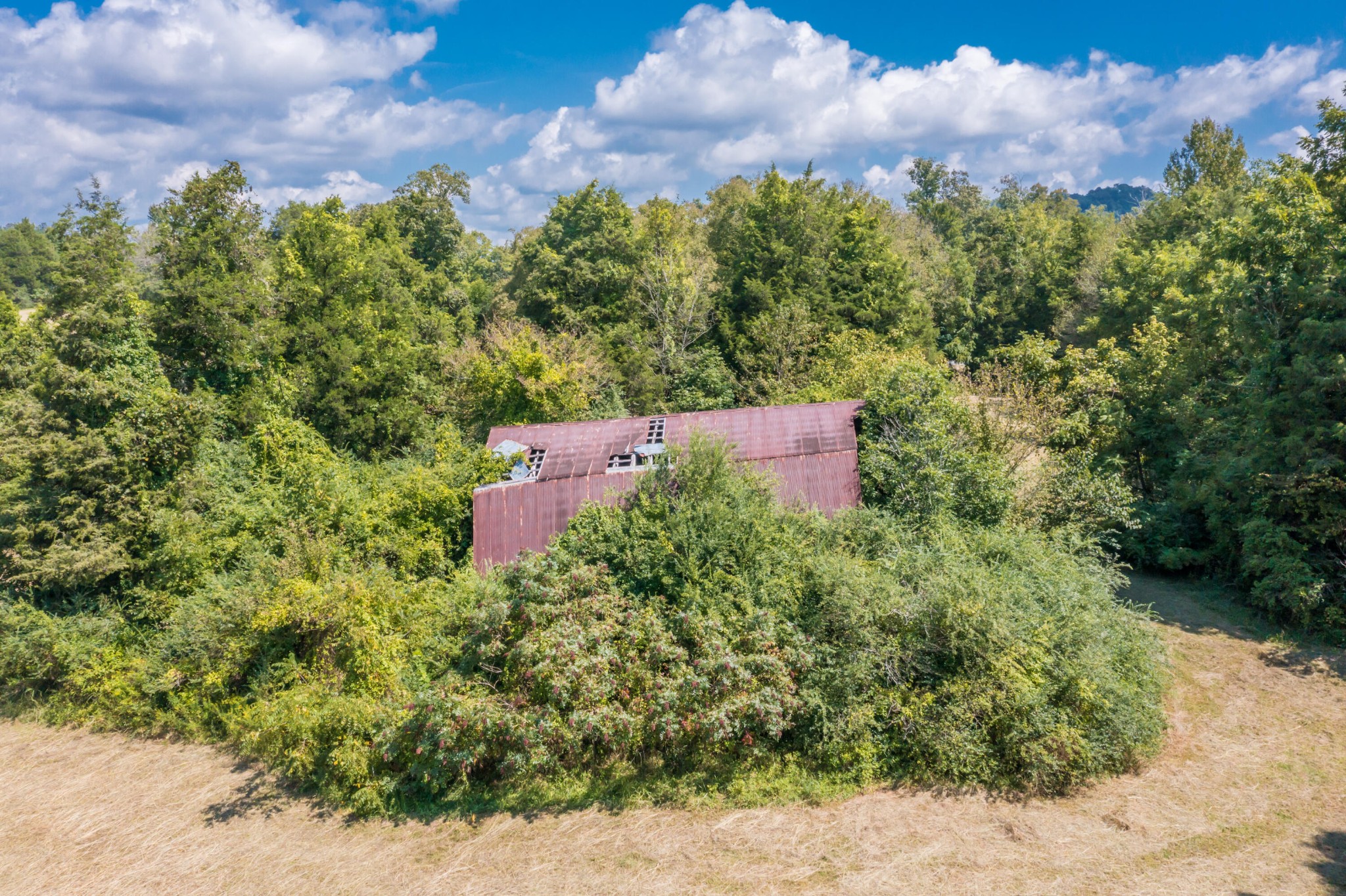 0 Brushy Valley Road Heiskell, TN 37754 - Photo 18 of 27 a view of a yard with plants and a bench