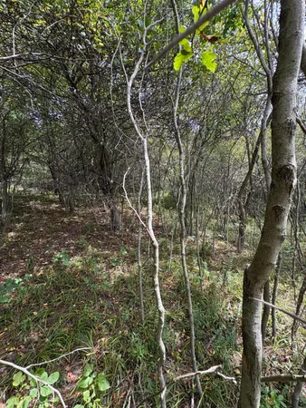 $5,000 | Miramichi Drive, Unit LOTS 519 520, Evart, MI 49631