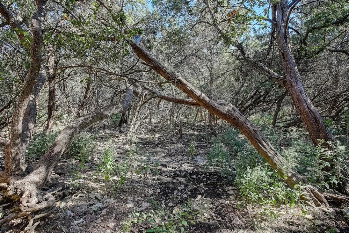 4711 Spicewood Springs Road, Unit 2112 Austin, TX 78759 - Photo 24 of 29 a large tree with lots of trees