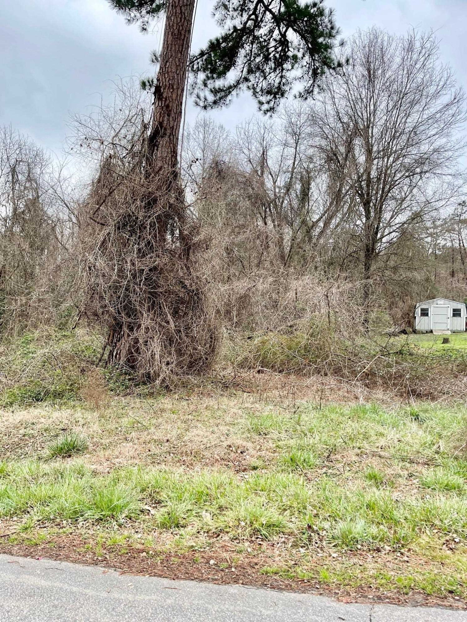 0 Oxford Rd/southern Ave Road Henderson, NC 27536 - Photo 5 of 8 a view of a yard with a tree