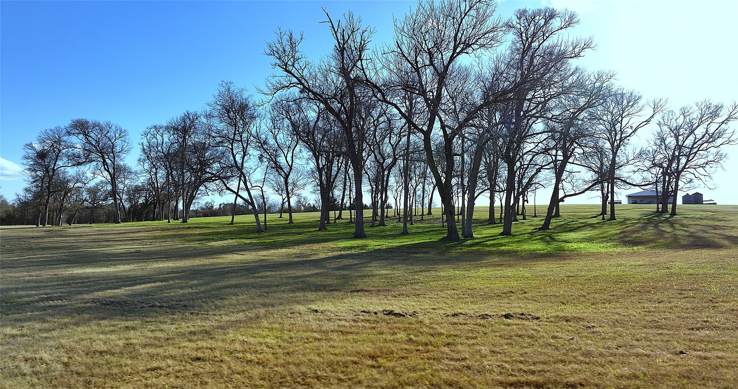 3283 Fm 2562 Road Anderson, TX 77830 - Photo 8 of 50 a big yard with trees