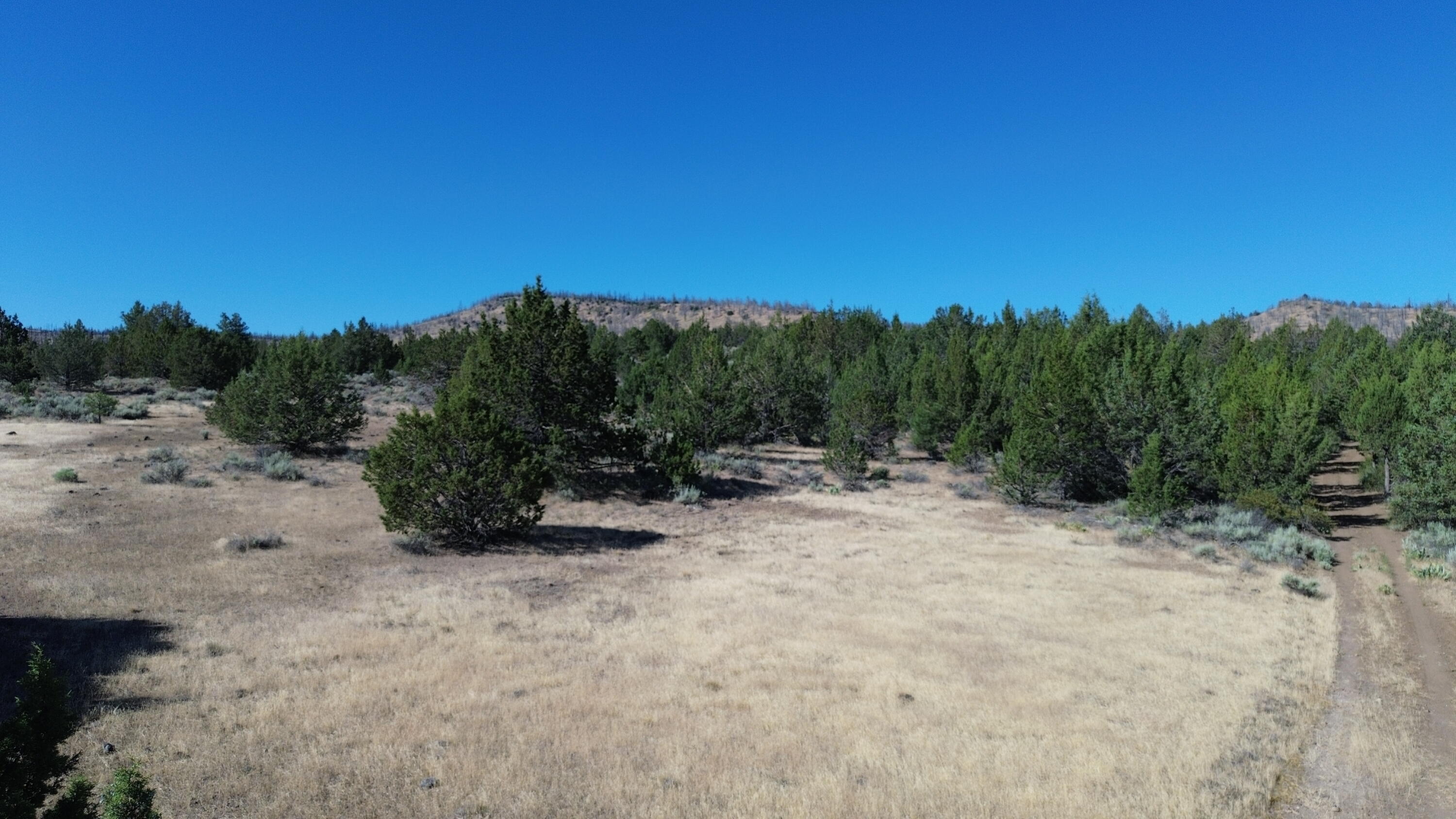 Lot 28 Butte Road Adin, CA 96006 - Photo 10 of 19 a view of a dry yard with trees in the background