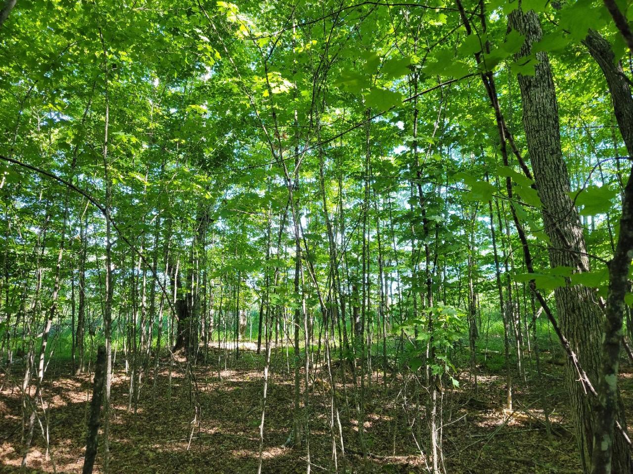 Lot 1 Musky Point Road Mercer, WI 54547 - Photo 16 of 27 Gallery Image 16