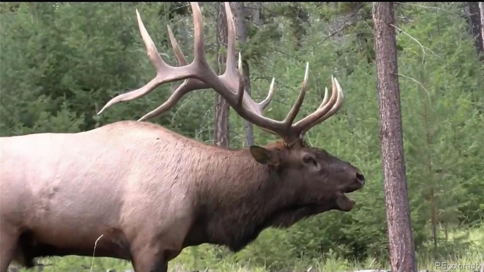 1853 County Road Kremmling, CO 80459 - Photo 16 of 50 a view of a backyard with fountain