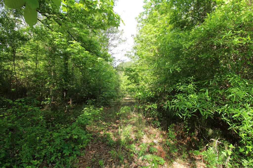 2 Mott Road Plain Dealing, LA 71064 - Photo 4 of 8