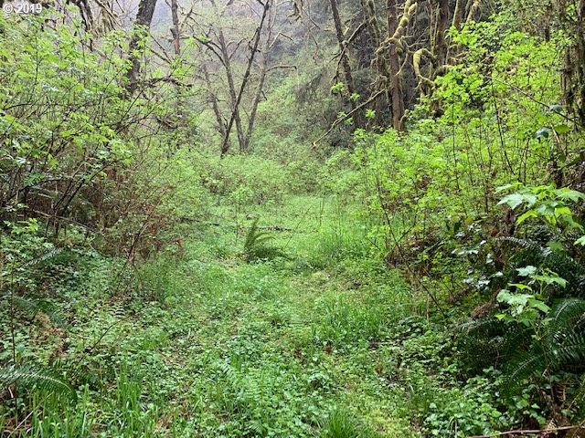 Bernhardt Creek Road Mapleton, OR 97453 - Photo 4 of 11 Gallery Image 4
