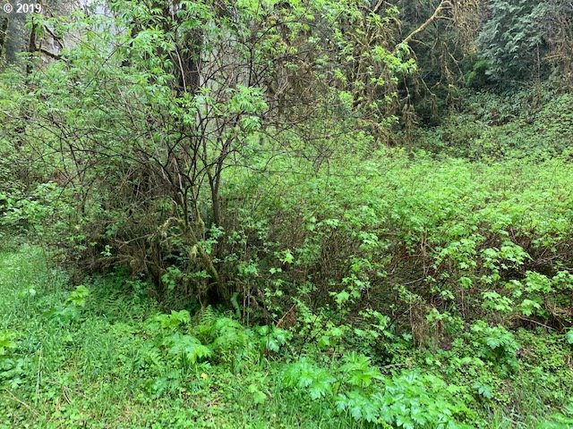 Bernhardt Creek Road Mapleton, OR 97453 - Photo 5 of 11 Gallery Image 5