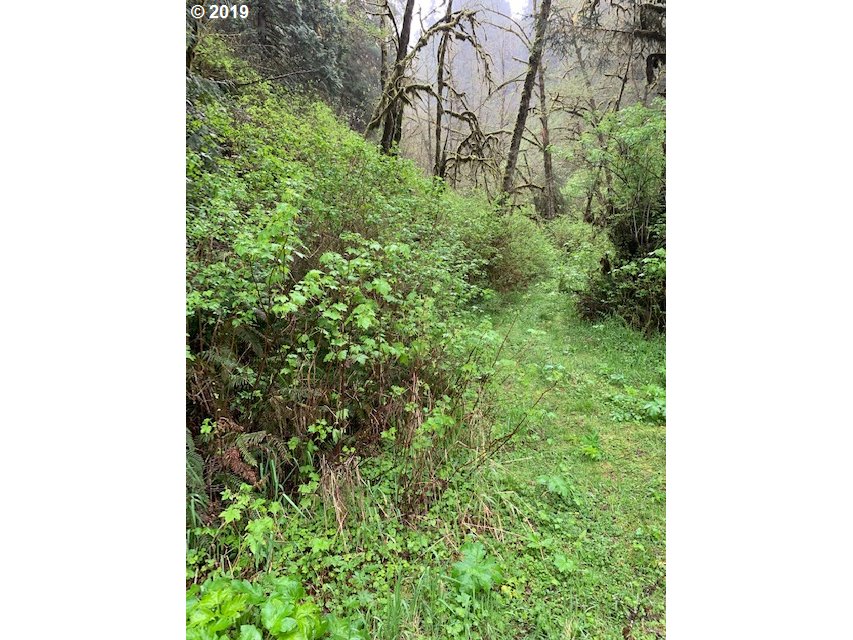 Bernhardt Creek Road Mapleton, OR 97453 - Photo 6 of 11 Gallery Image 6
