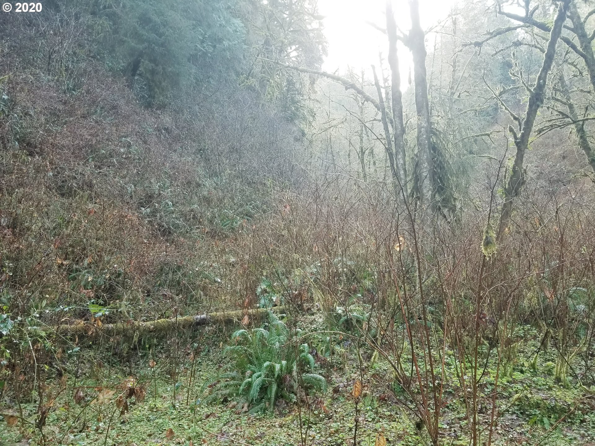 Bernhardt Creek Road Mapleton, OR 97453 - Photo 10 of 11 Gallery Image 10