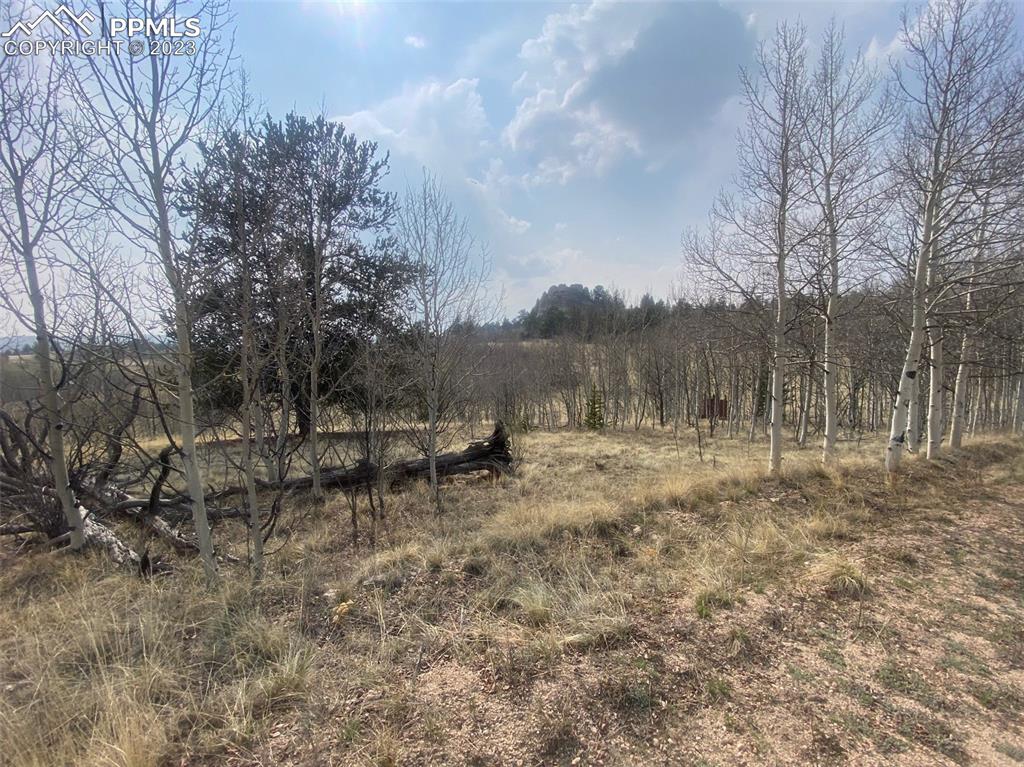 128 Ignacio Way Como, CO 80456 - Photo 6 of 11 a view of a forest with trees in the background