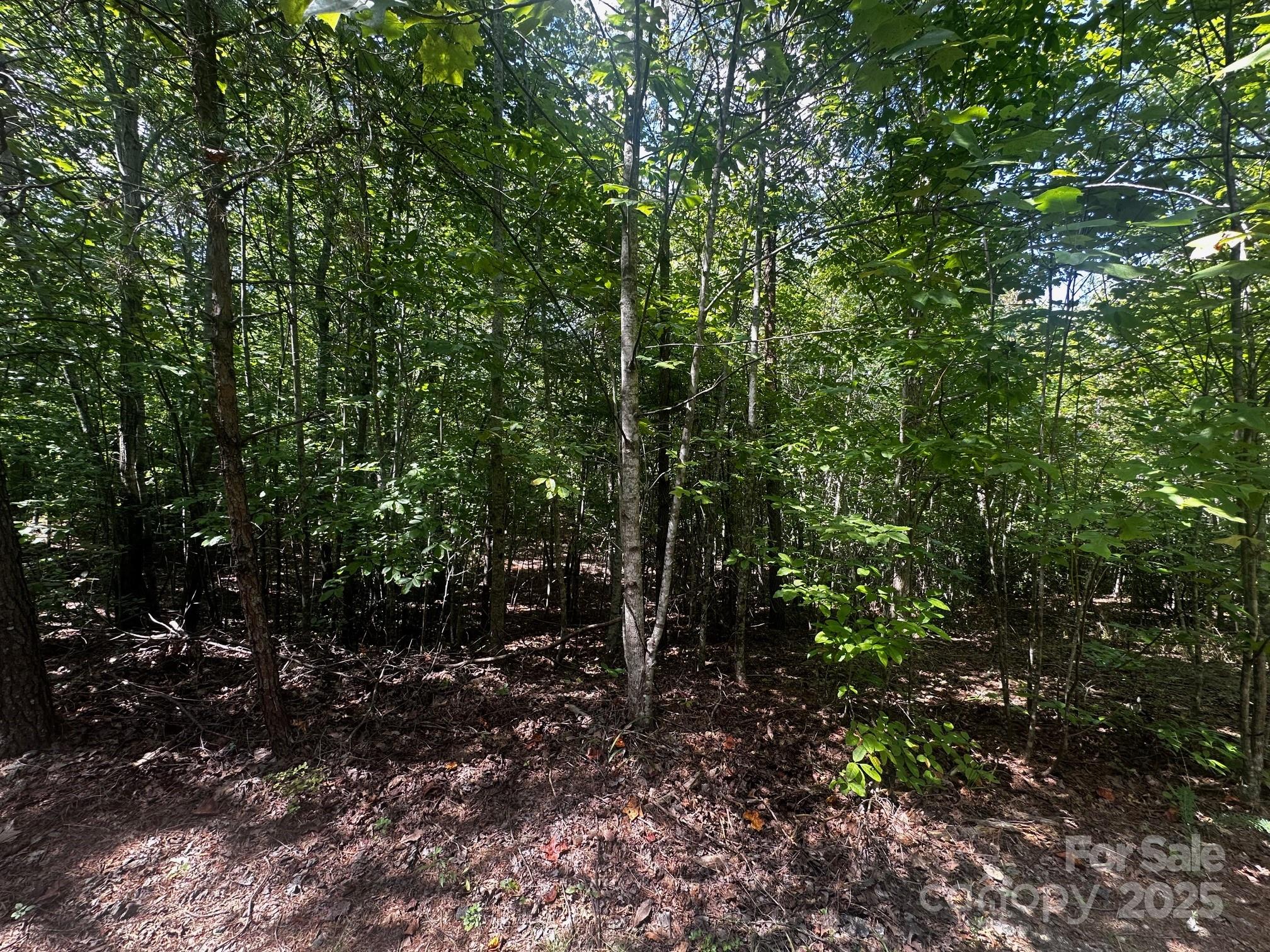 0 Lk Hvn Drive Rutherfordton, NC 28139 - Photo 2 of 12 a view of forest