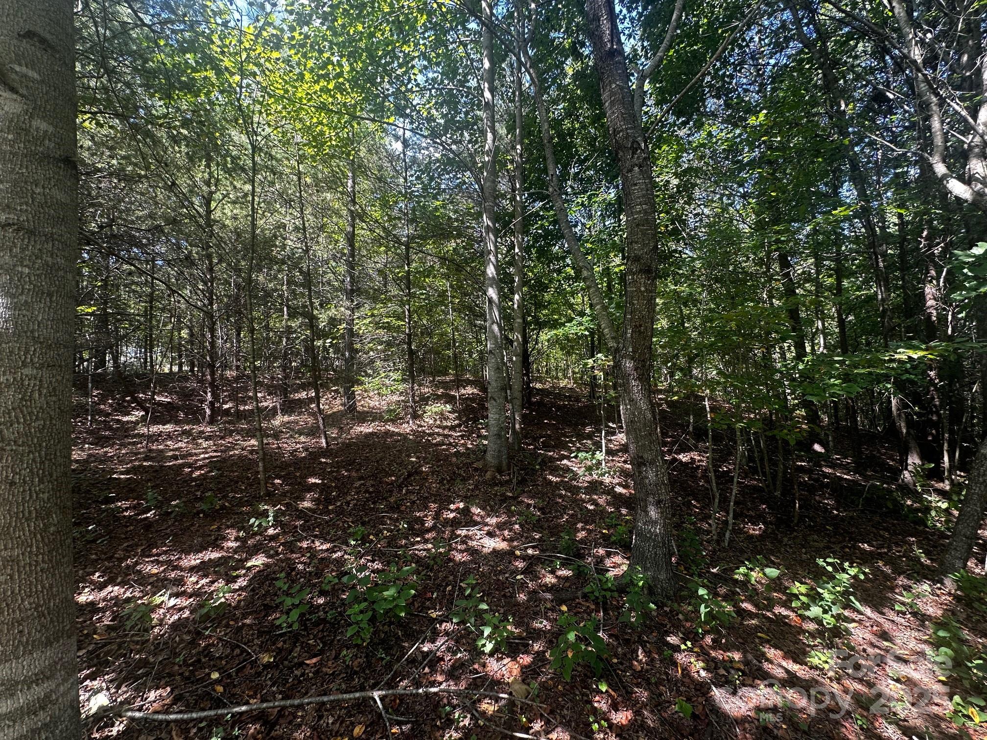 0 Lk Hvn Drive Rutherfordton, NC 28139 - Photo 4 of 12 a view of a forest with lots of trees