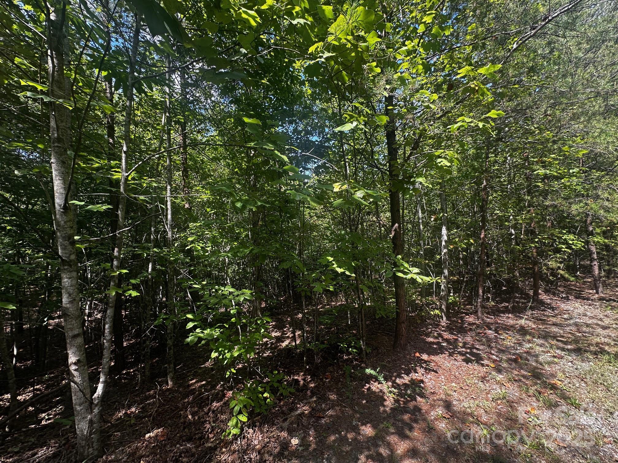 0 Lk Hvn Drive Rutherfordton, NC 28139 - Photo 6 of 12 a view of a forest with lots of trees