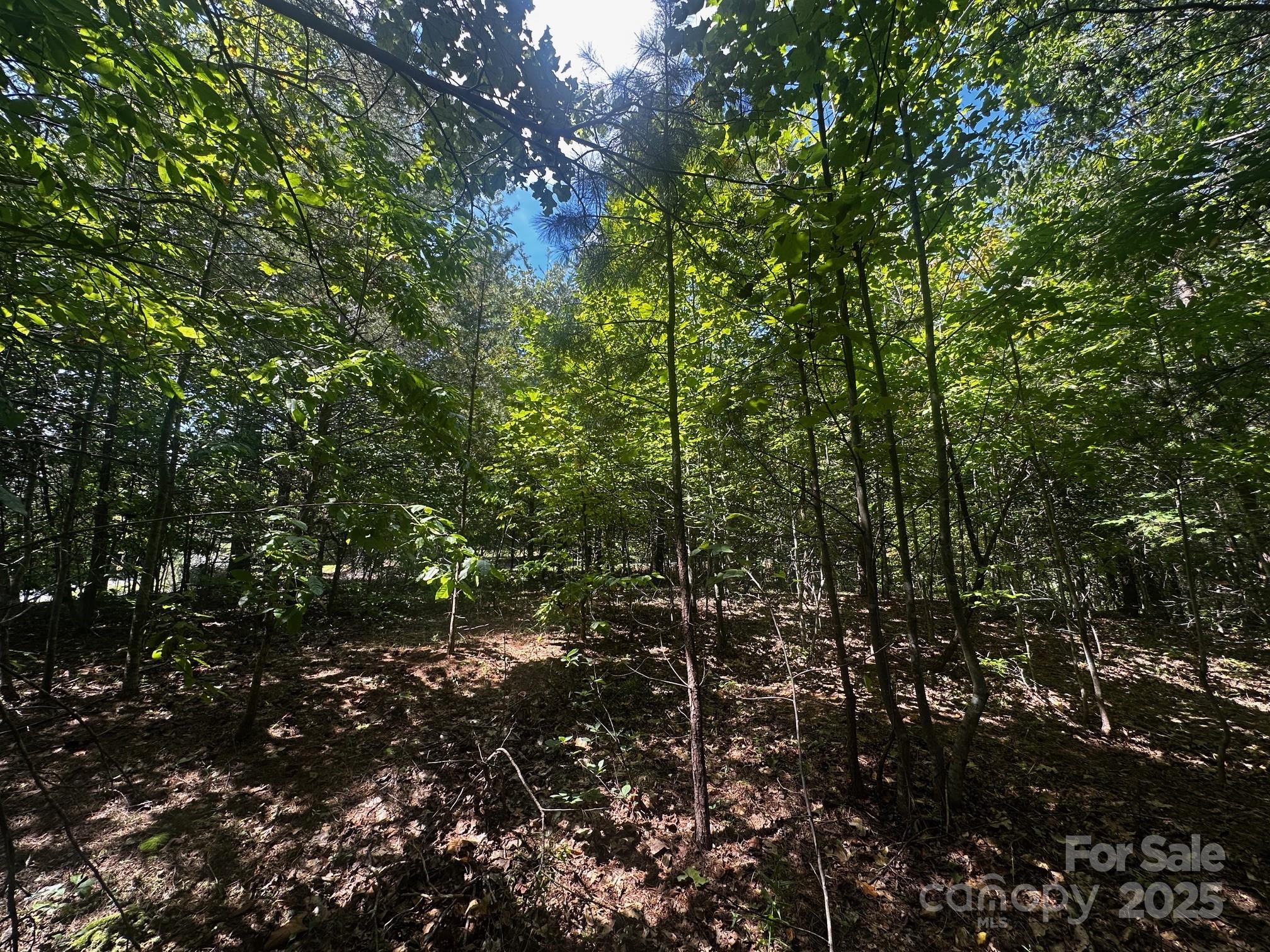 0 Lk Hvn Drive Rutherfordton, NC 28139 - Photo 7 of 12 a view of a tree