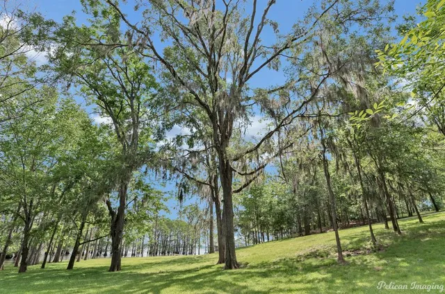a view of a park with large trees