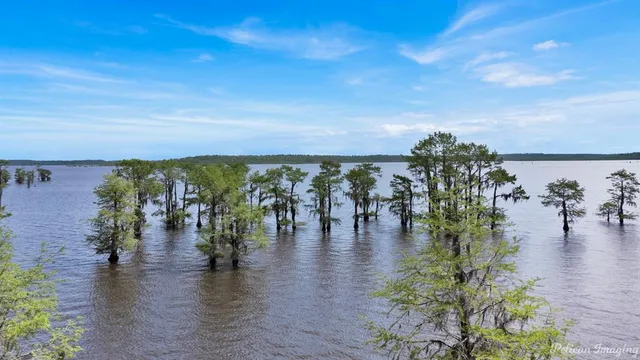 a view of a water with lots of trees and lots of trees in it
