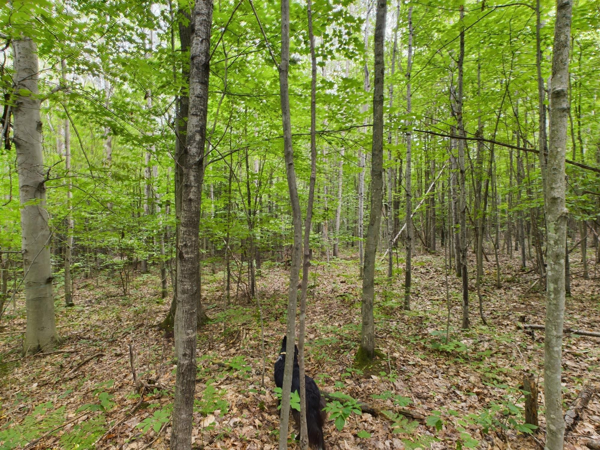0 North Reynolds Road Interlochen, MI 49643 - Photo 9 of 22