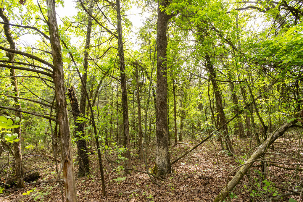 1 Horseshoe Bnd Road Lead Hill, AR 72644 - Photo 36 of 46 Wooded property featuring mature trees and ground cover