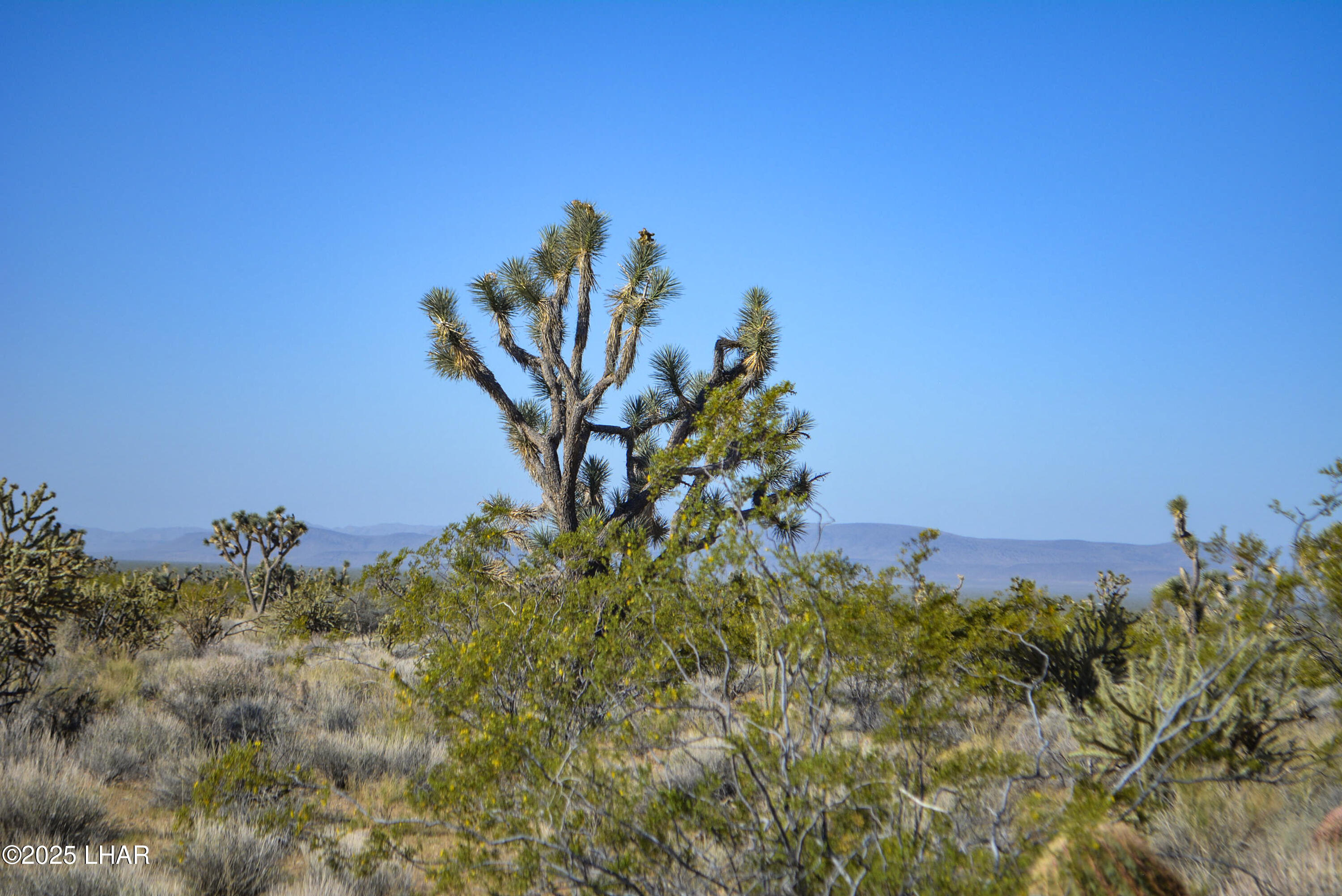 2641 South Javalina Road Yucca, AZ 86438 - Photo 34 of 41 DSC_1424