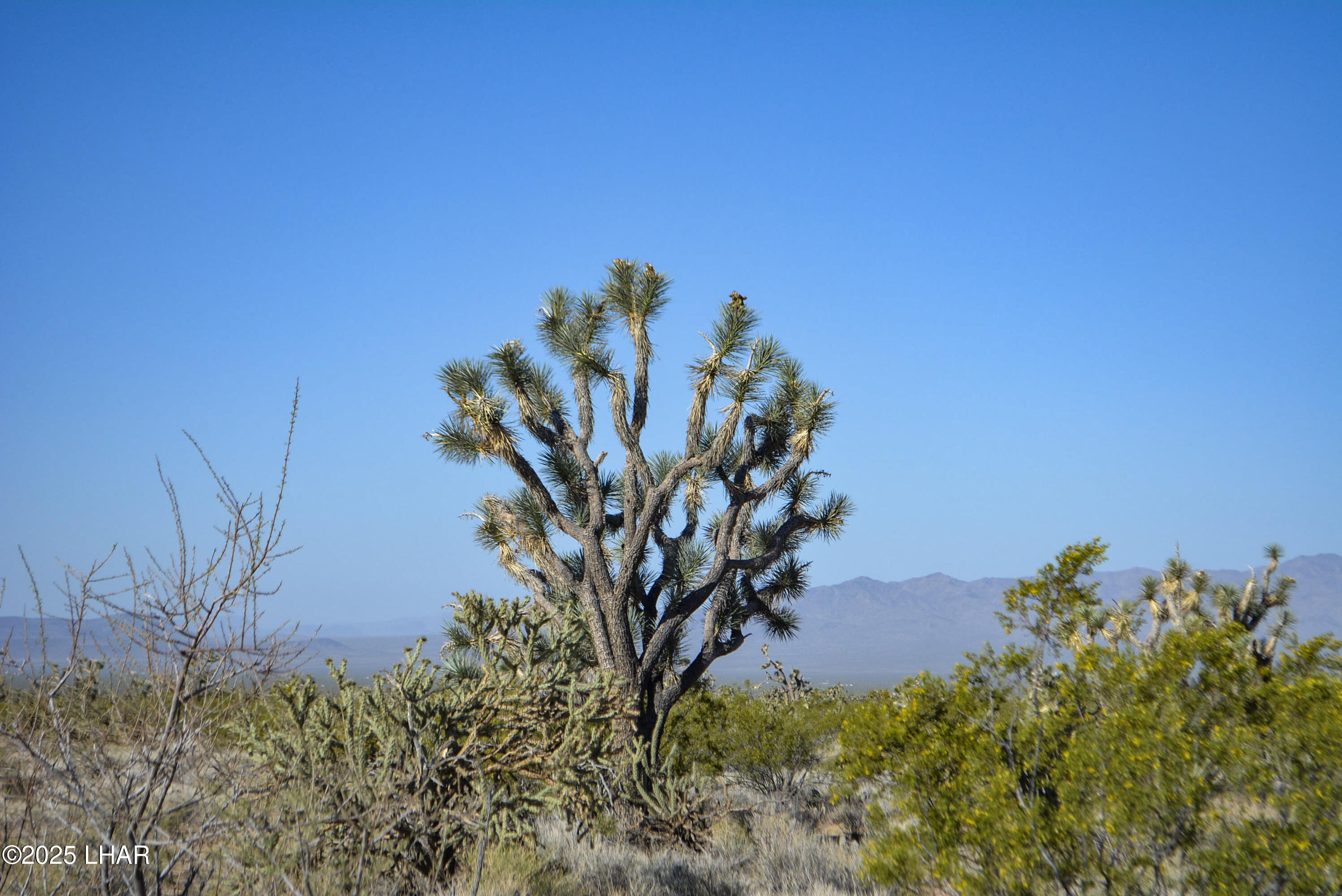 2641 South Javalina Road Yucca, AZ 86438 - Photo 4 of 41 DSC_1433
