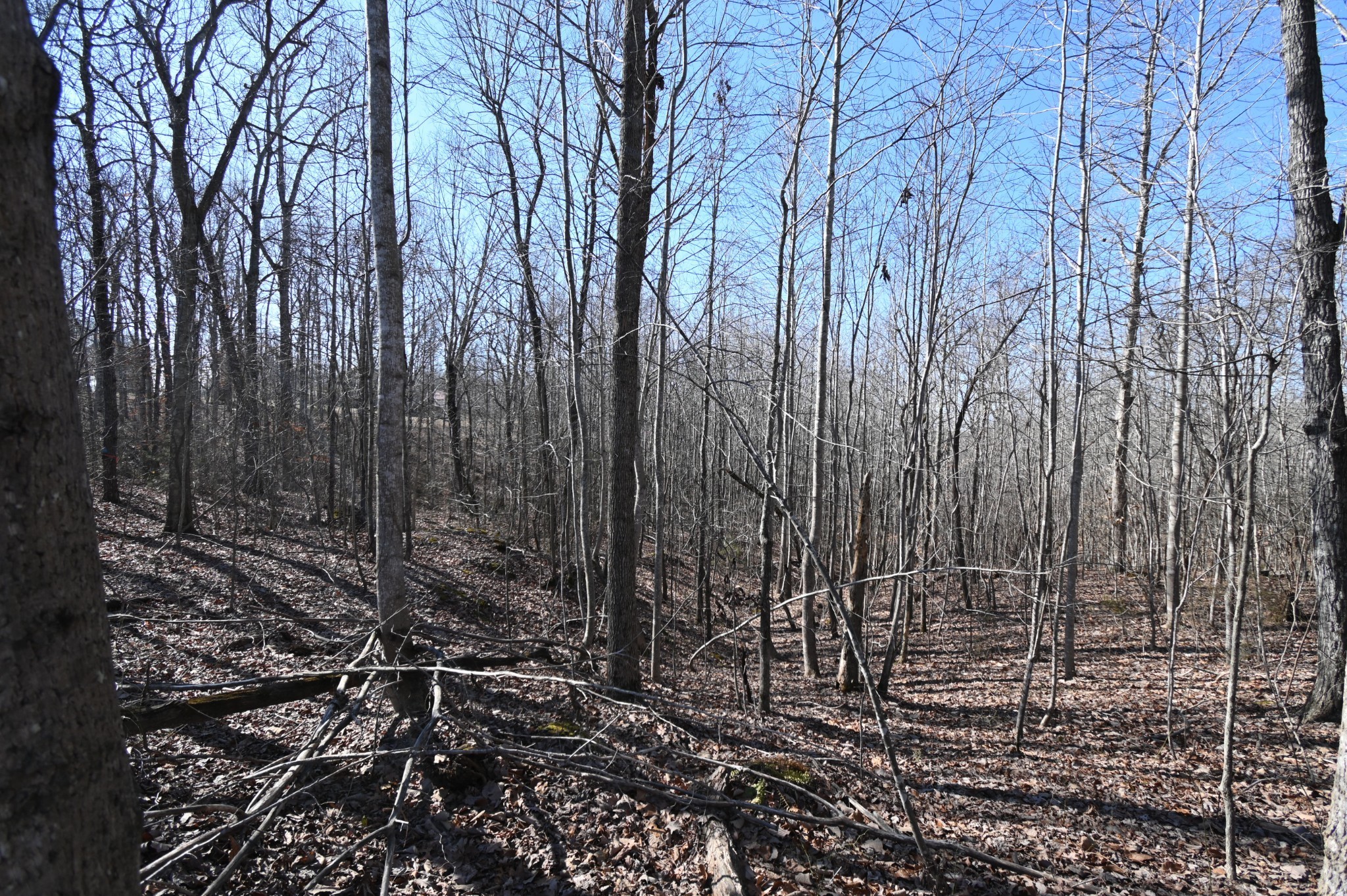 2172 Airport Ridge Road Linden, TN 37096 - Photo 3 of 10 a view of a yard with trees in the background