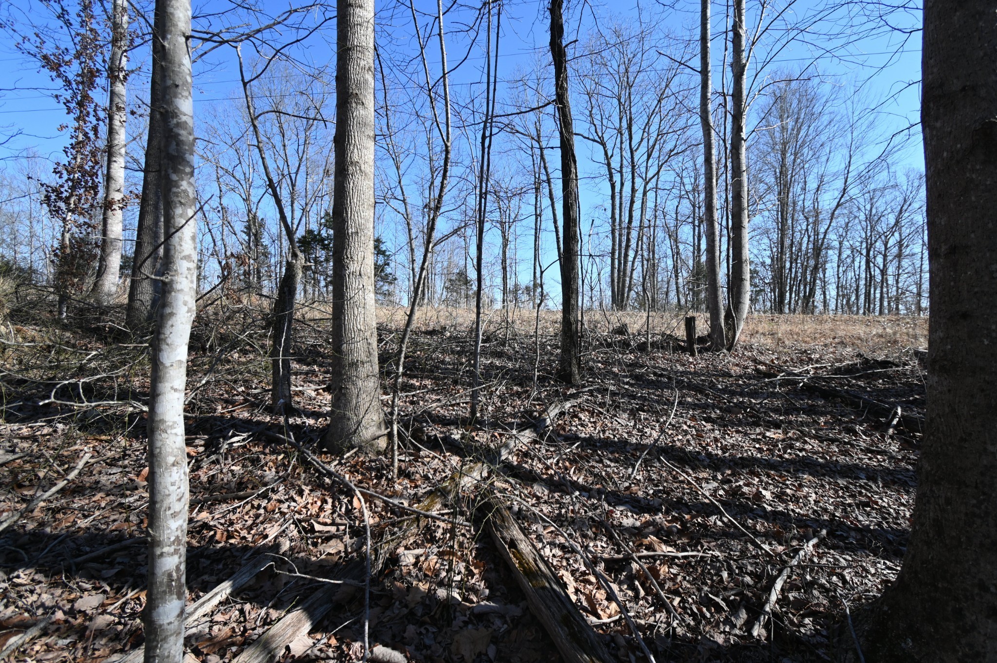 2172 Airport Ridge Road Linden, TN 37096 - Photo 4 of 10 a view of a backyard of the house