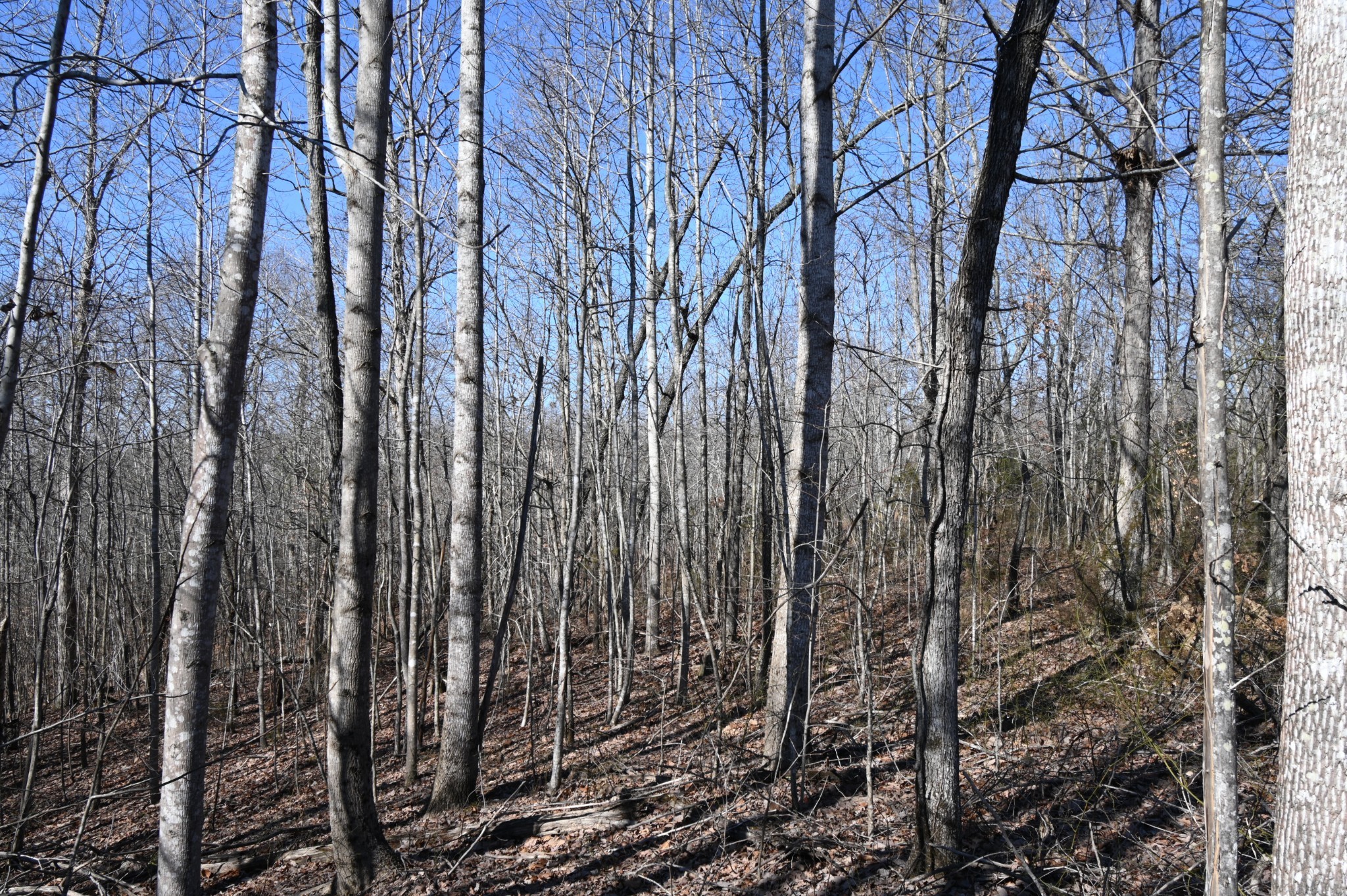 2172 Airport Ridge Road Linden, TN 37096 - Photo 5 of 10 a view of a yard with lots of trees