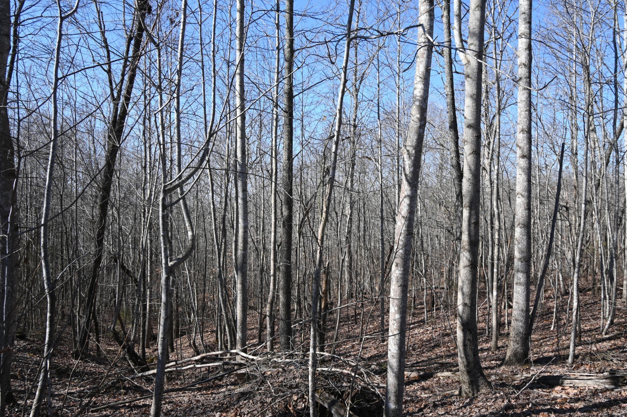2172 Airport Ridge Road Linden, TN 37096 - Photo 6 of 10 a view of lots of trees