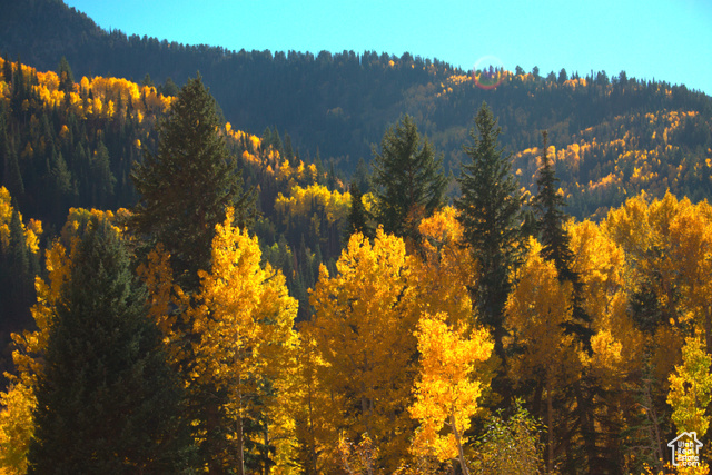 213 South 975 West, Unit 4 Torrey, UT 84775 - Photo 29 of 34 Fall Colors on Boulder Mountain