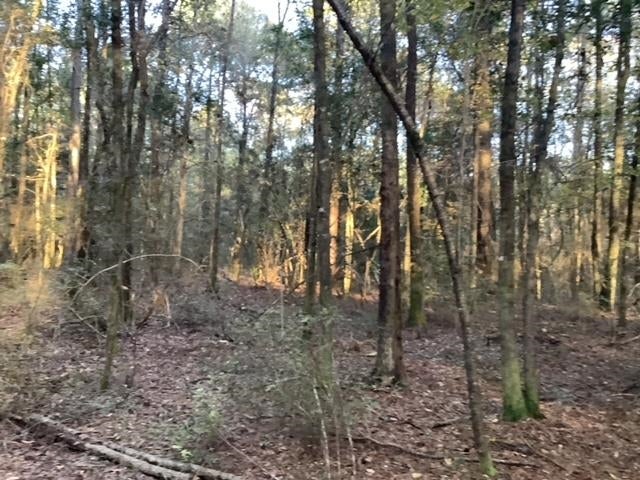 0 Co Road Evergreen, AL 36401 - Photo 4 of 11 Gallery Image 4