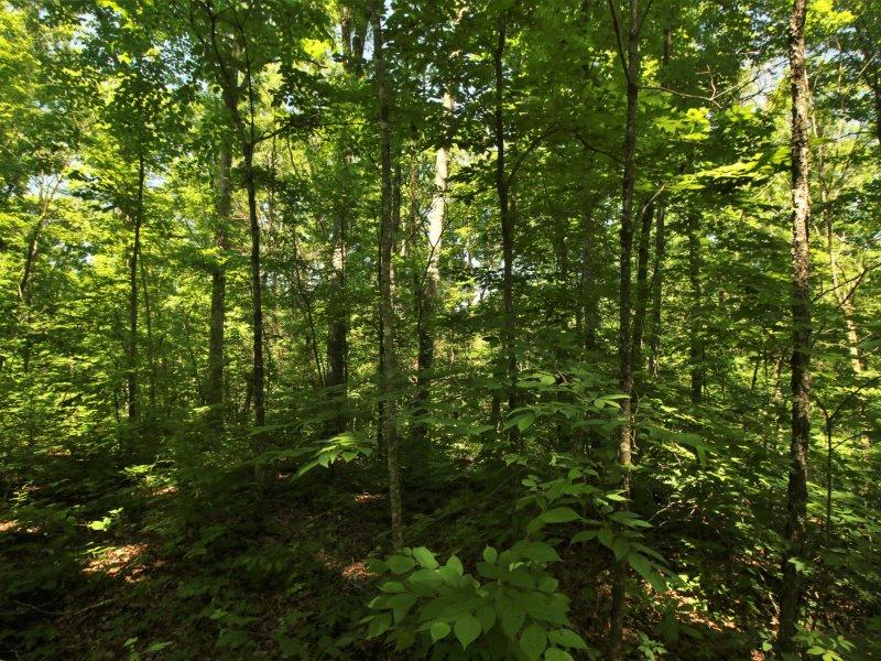 175 Harris Branch Road Madisonville, TN 37354 - Photo 14 of 24 IMG_1155