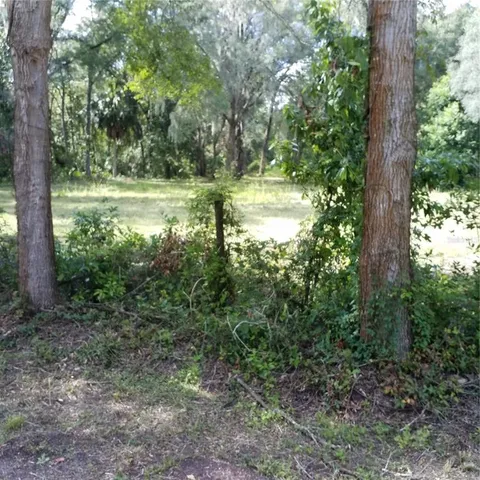 a view of a garden with a tree