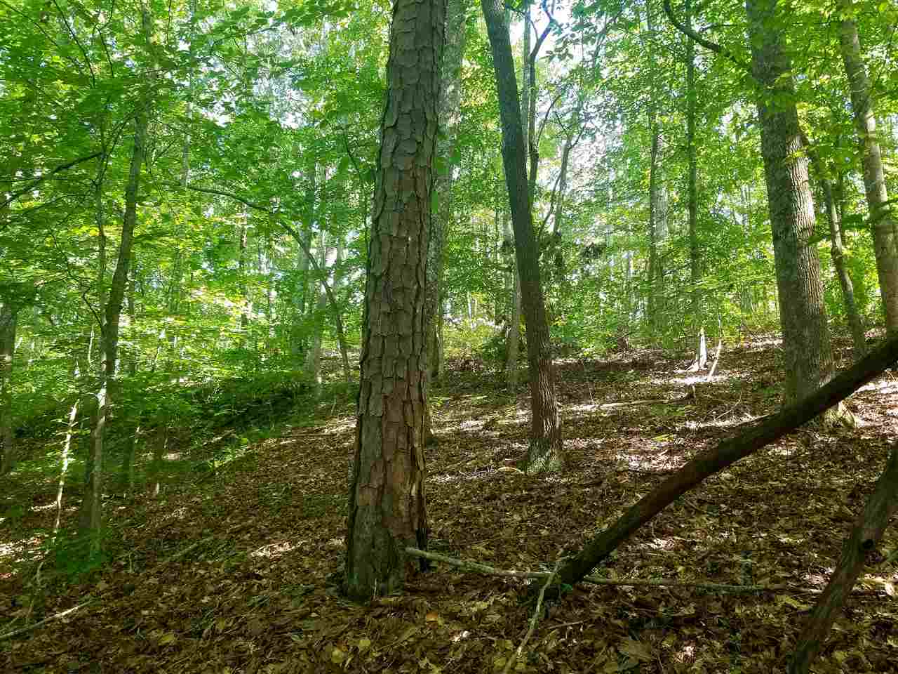 Timberline Lp/lolly Cv Loop Savannah, TN 38372 - Photo 6 of 8