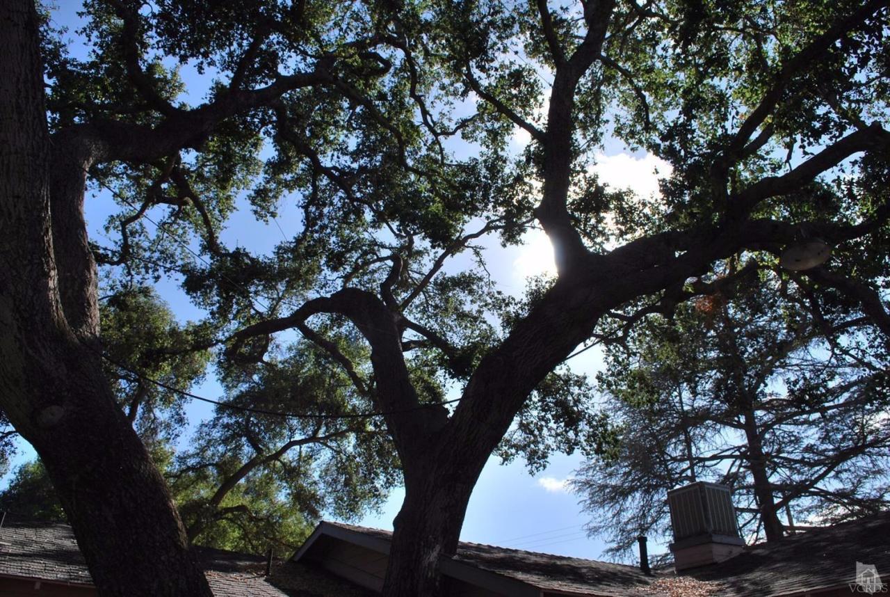 486 South Rice Road Ojai, CA 93023 - Photo 22 of 48 a view of tree