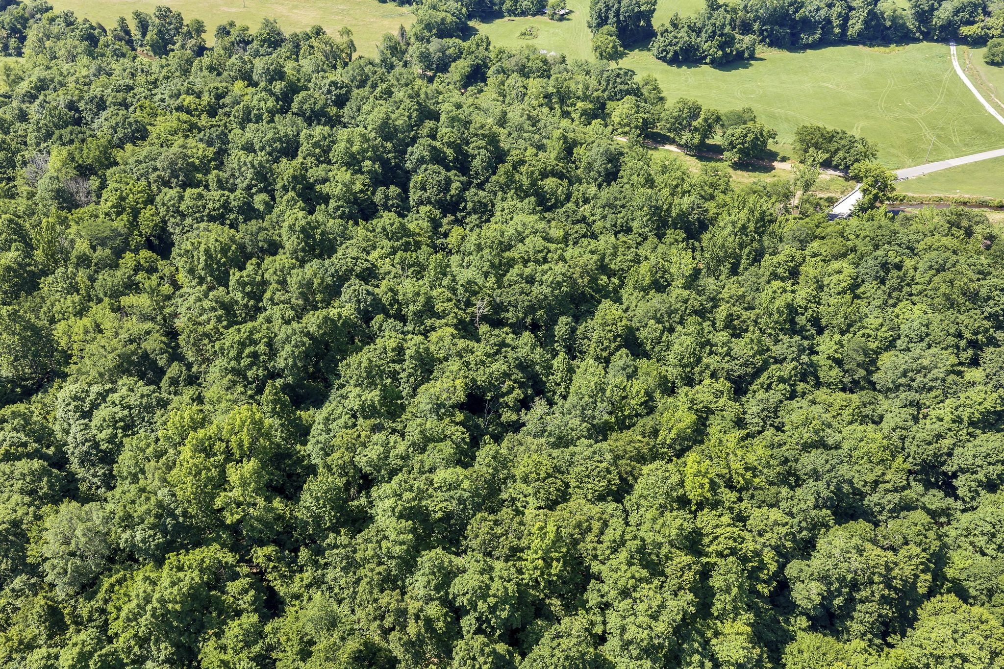 0 East Blue Creek Road McEwen, TN 37101 - Photo 6 of 17