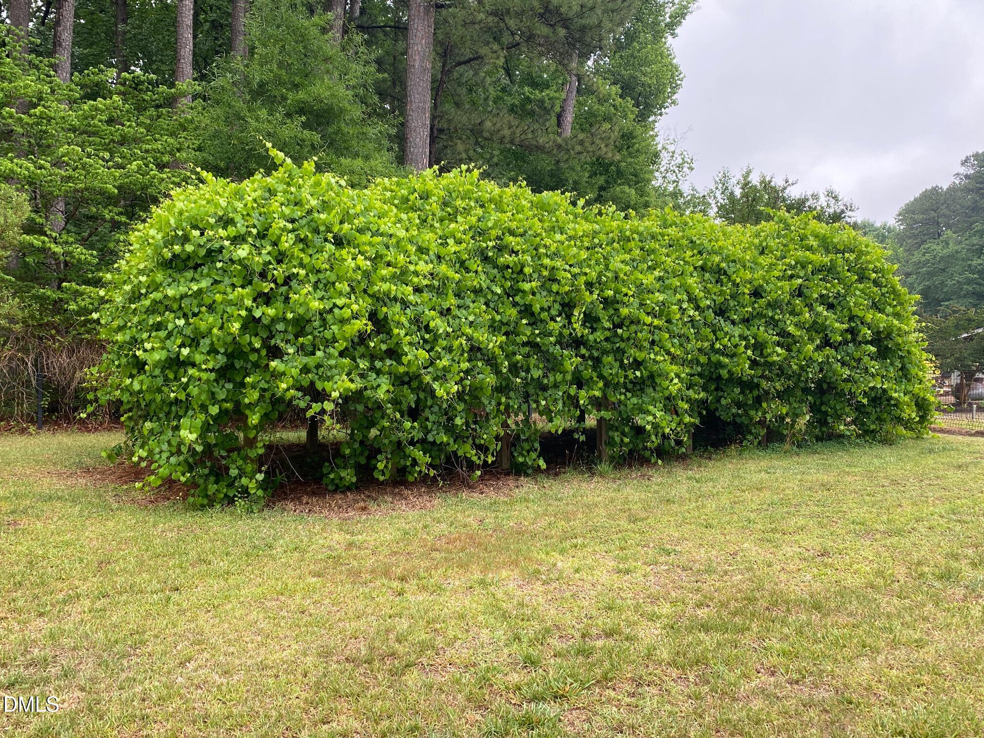 2256 Shotwell Road Clayton, NC 27520 - Photo 62 of 74 Grape Vine