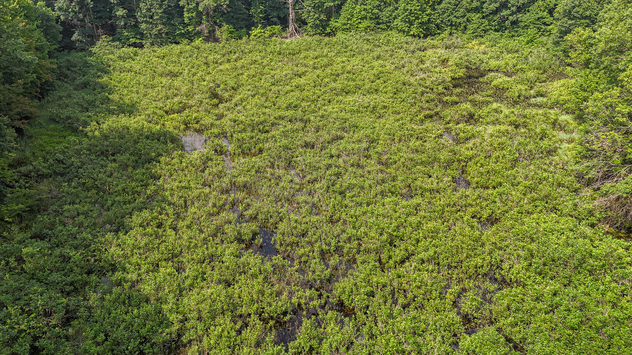 86960 County Road 681 Decatur, MI 49045 - Photo 38 of 47 WETLAND