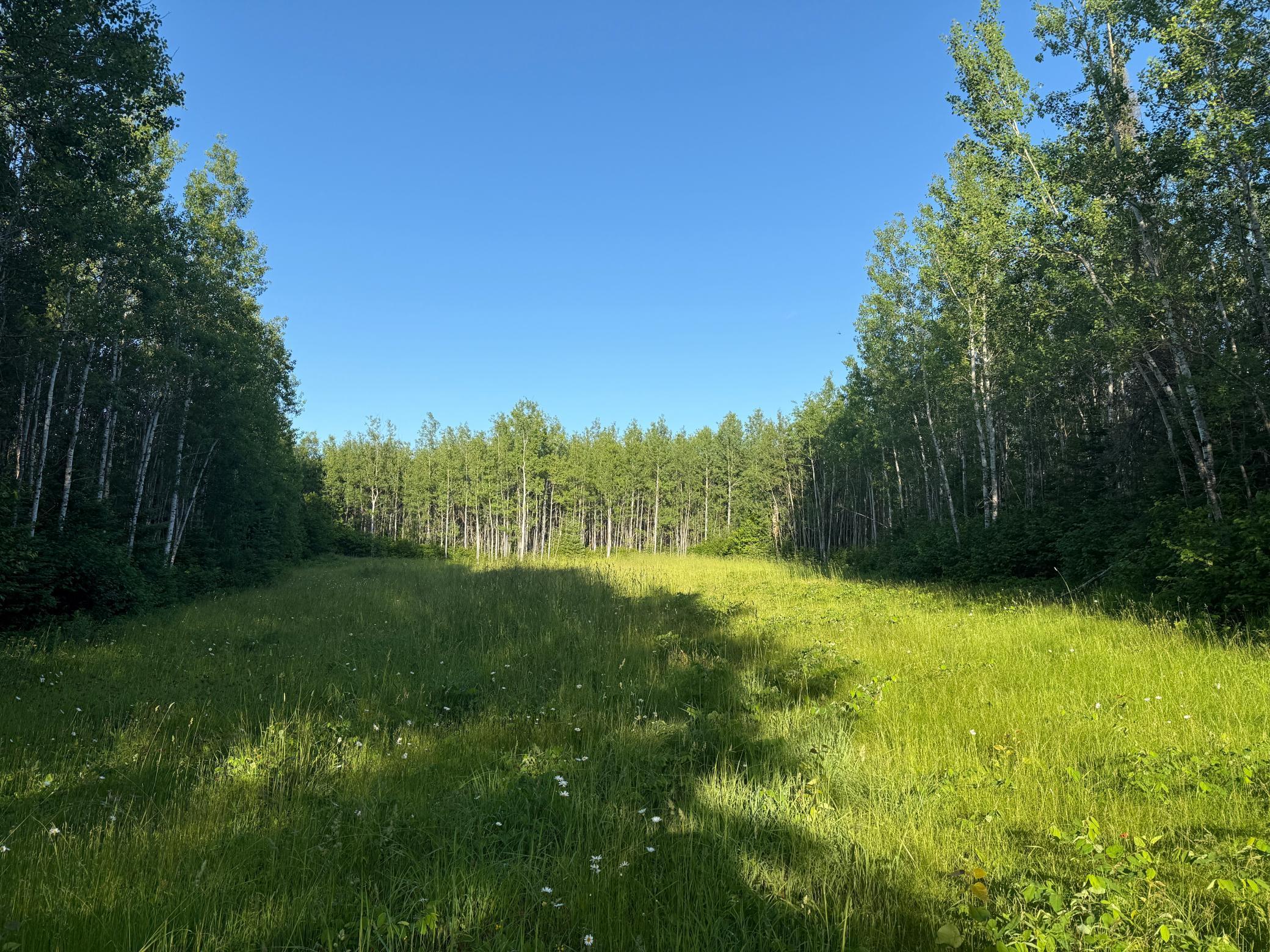3602 Moose Ridge Road Isabella, MN 55607 - Photo 25 of 66