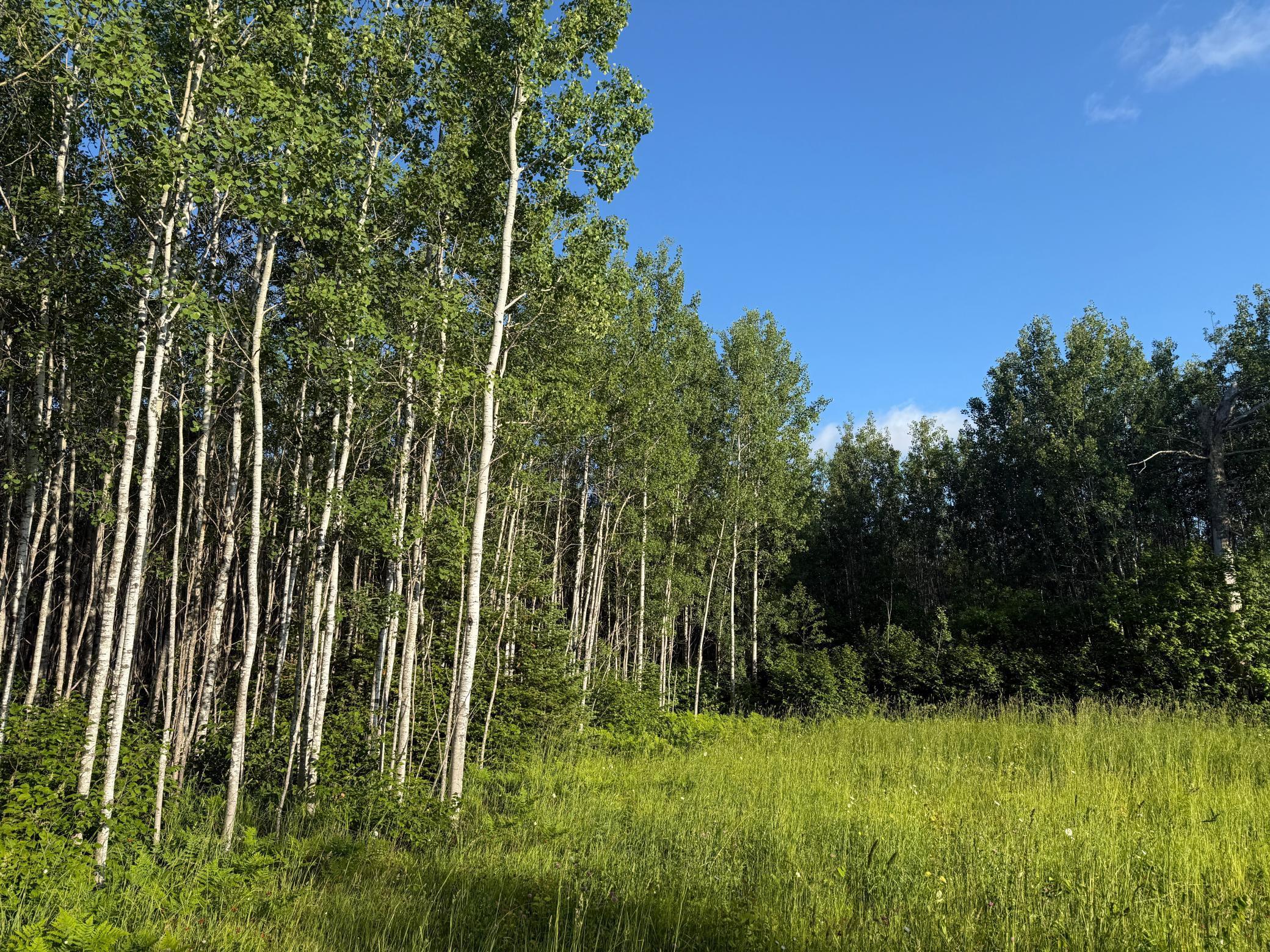 3602 Moose Ridge Road Isabella, MN 55607 - Photo 26 of 66