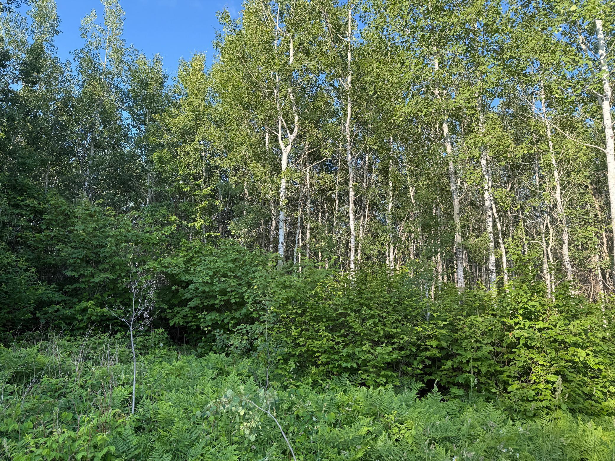 3602 Moose Ridge Road Isabella, MN 55607 - Photo 30 of 66