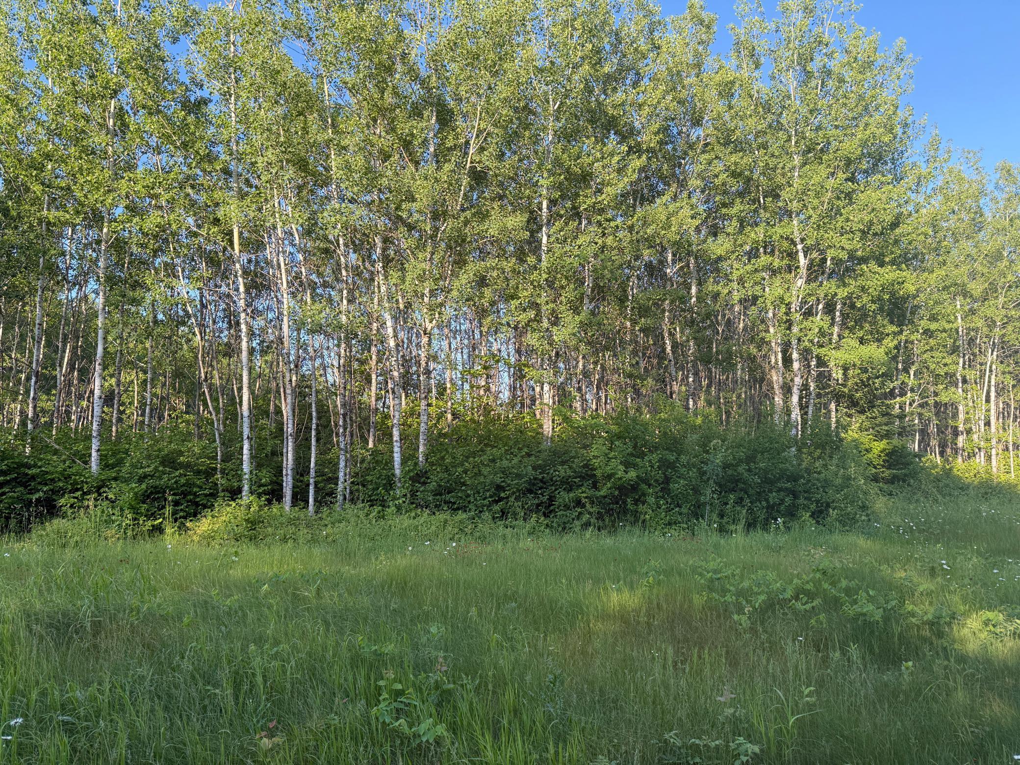 3602 Moose Ridge Road Isabella, MN 55607 - Photo 36 of 66