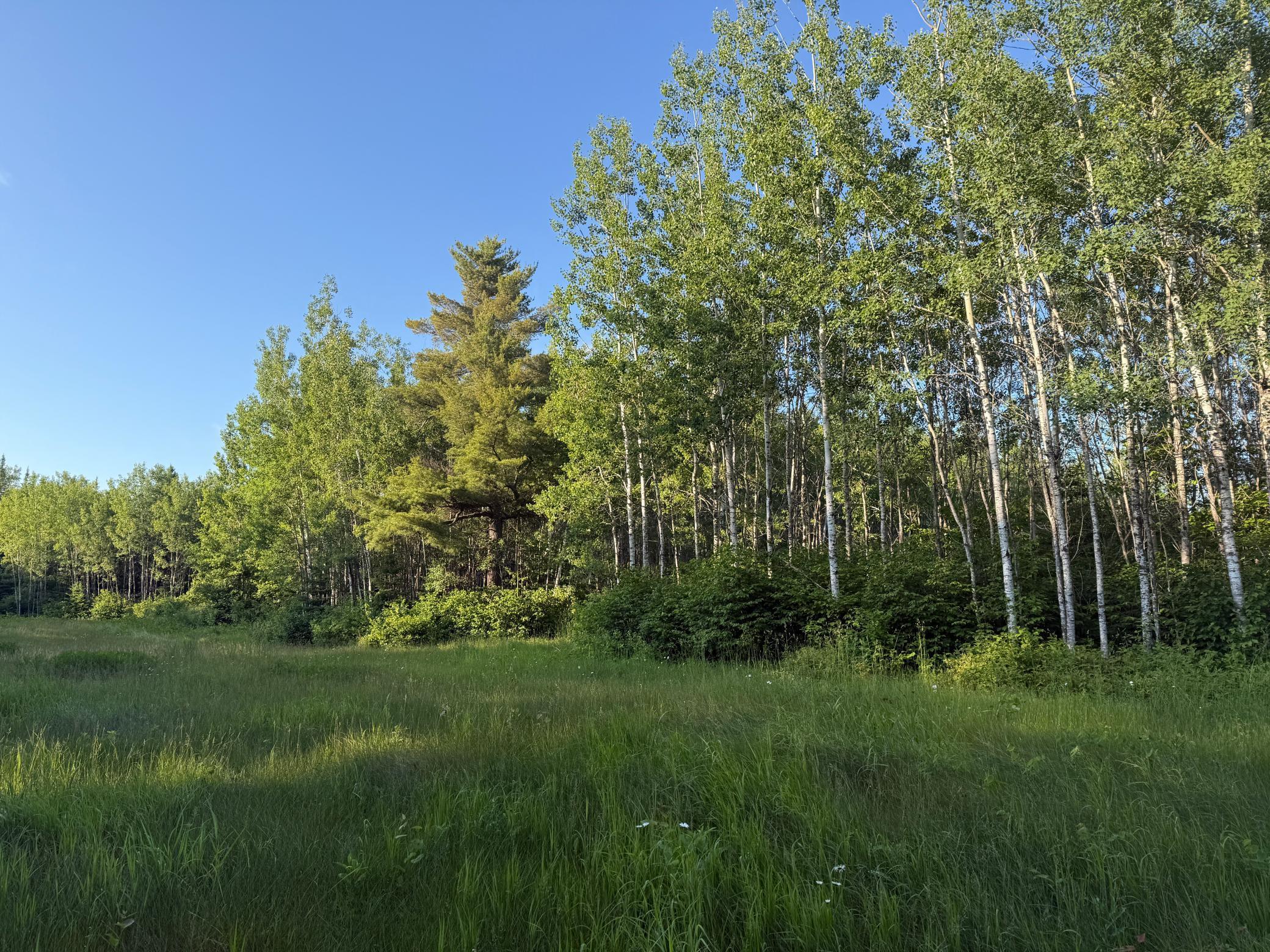 3602 Moose Ridge Road Isabella, MN 55607 - Photo 37 of 66