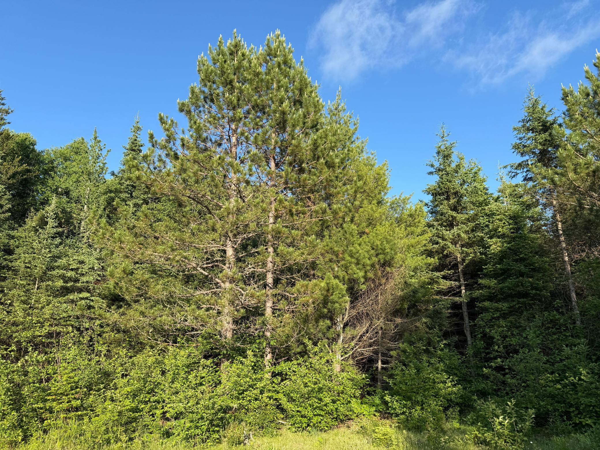 3602 Moose Ridge Road Isabella, MN 55607 - Photo 42 of 66