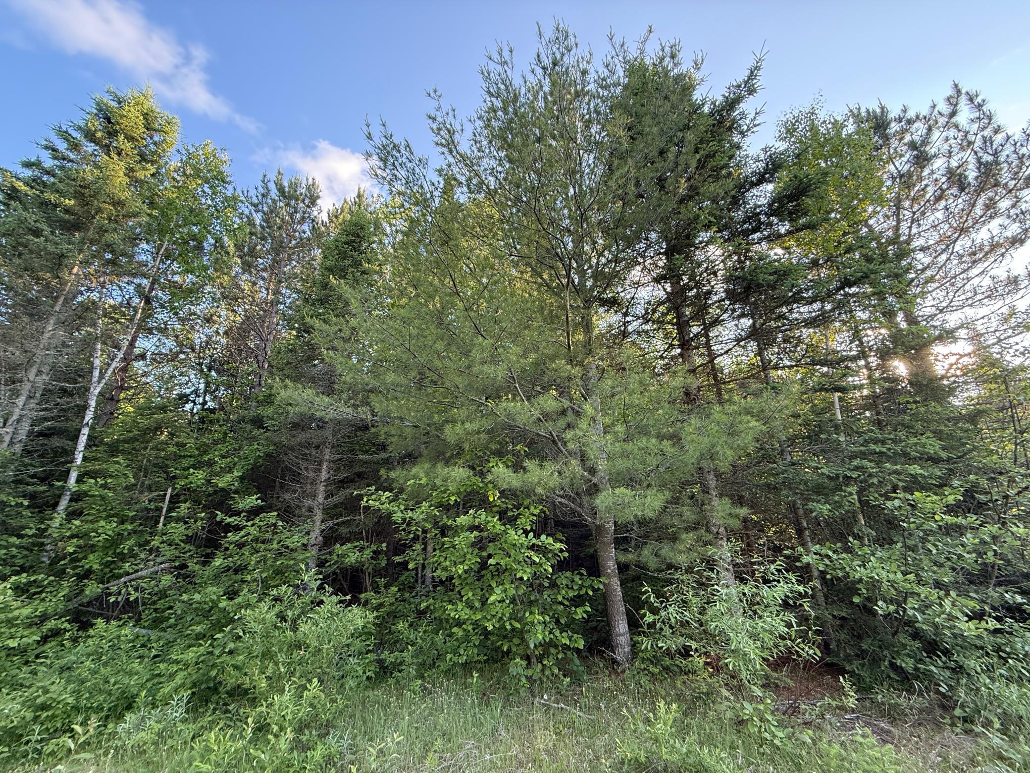 3602 Moose Ridge Road Isabella, MN 55607 - Photo 45 of 66