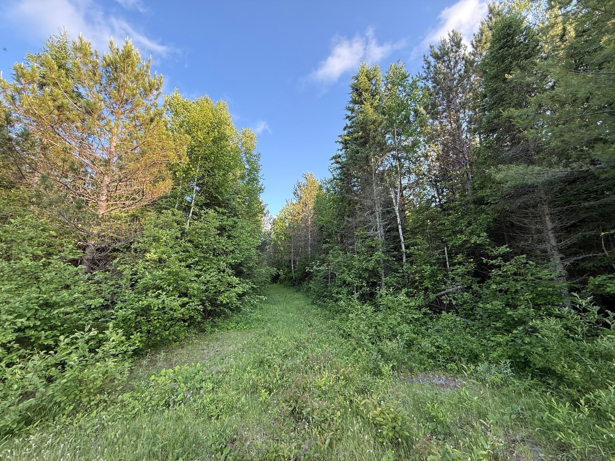 3602 Moose Ridge Road Isabella, MN 55607 - Photo 46 of 66