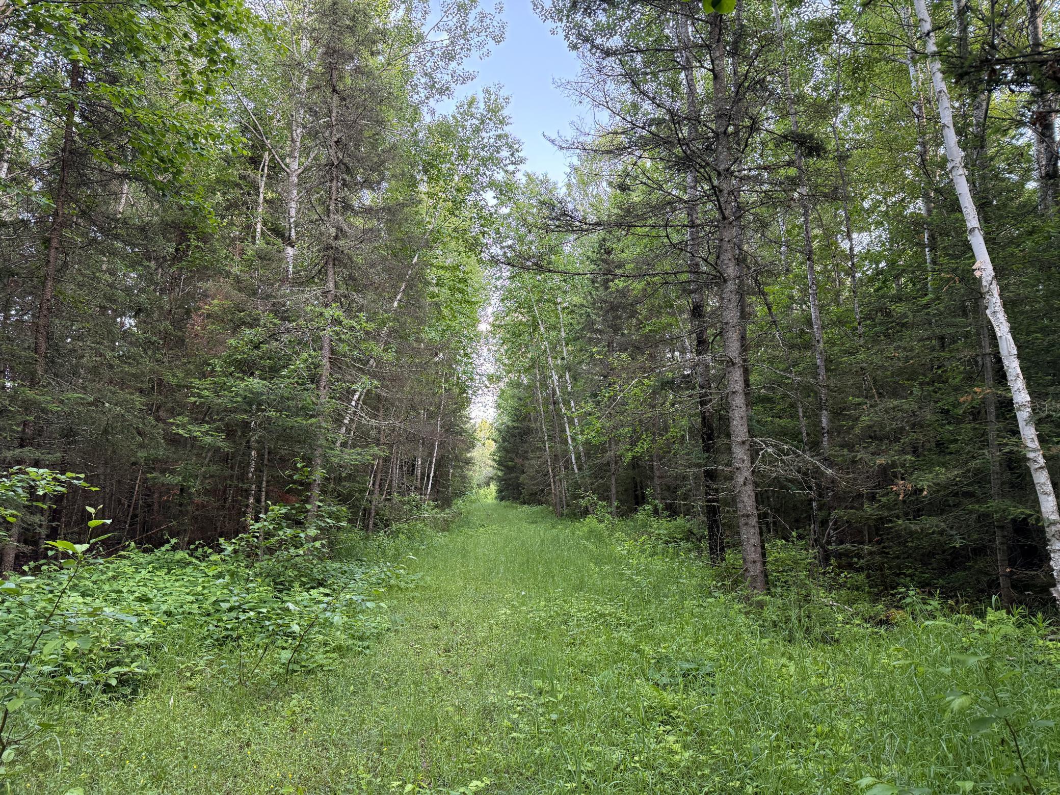 3602 Moose Ridge Road Isabella, MN 55607 - Photo 49 of 66
