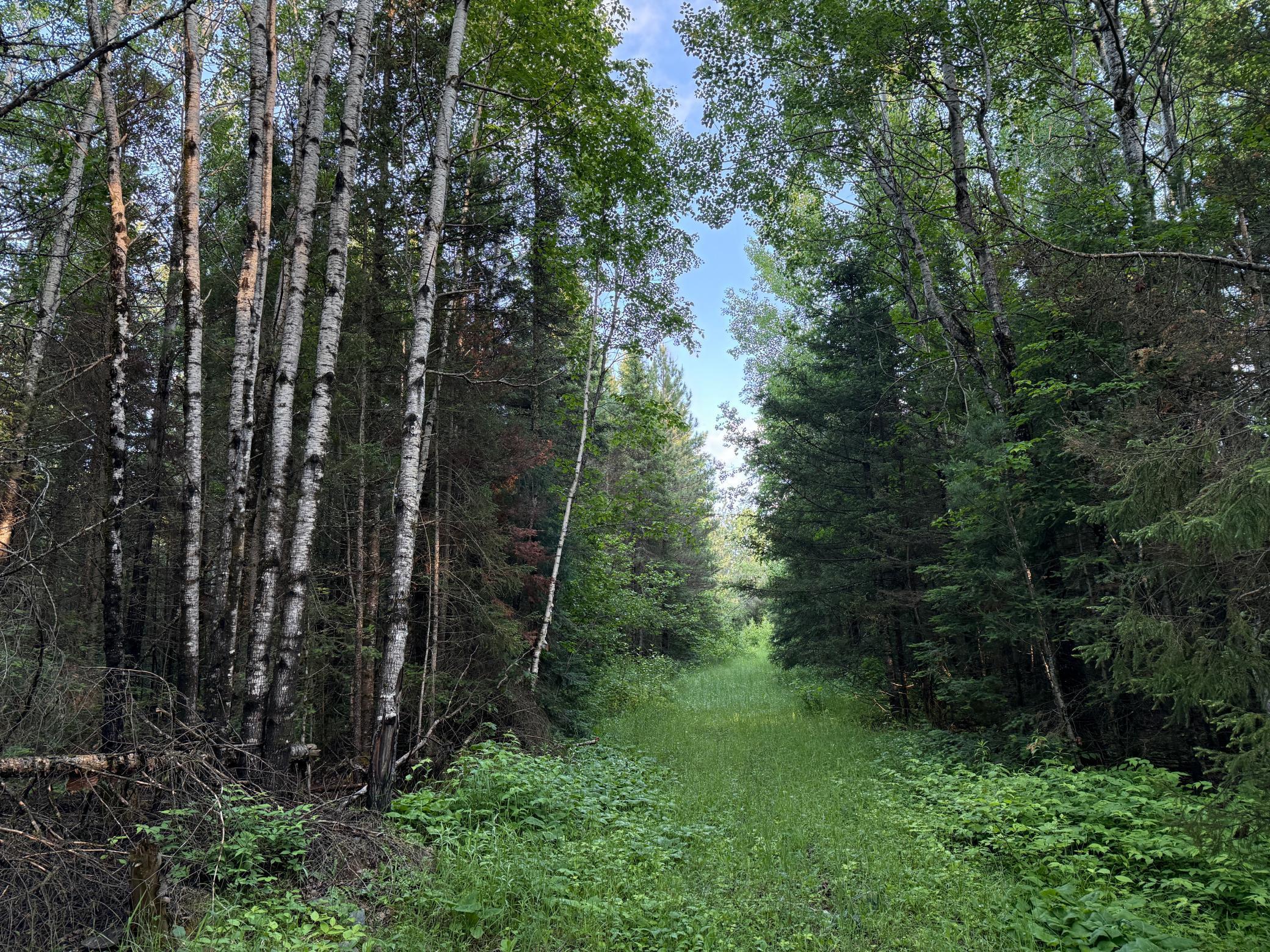 3602 Moose Ridge Road Isabella, MN 55607 - Photo 50 of 66