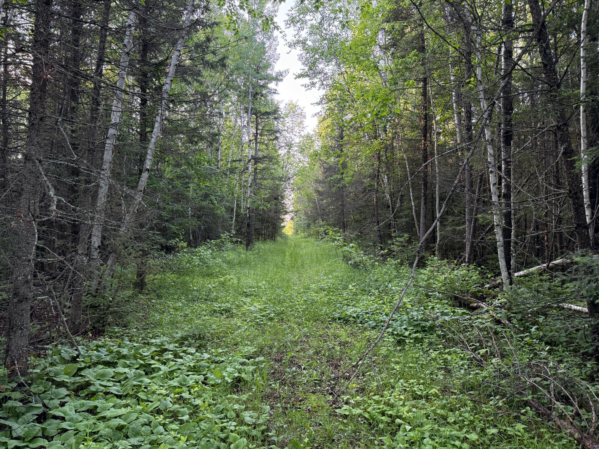 3602 Moose Ridge Road Isabella, MN 55607 - Photo 51 of 66