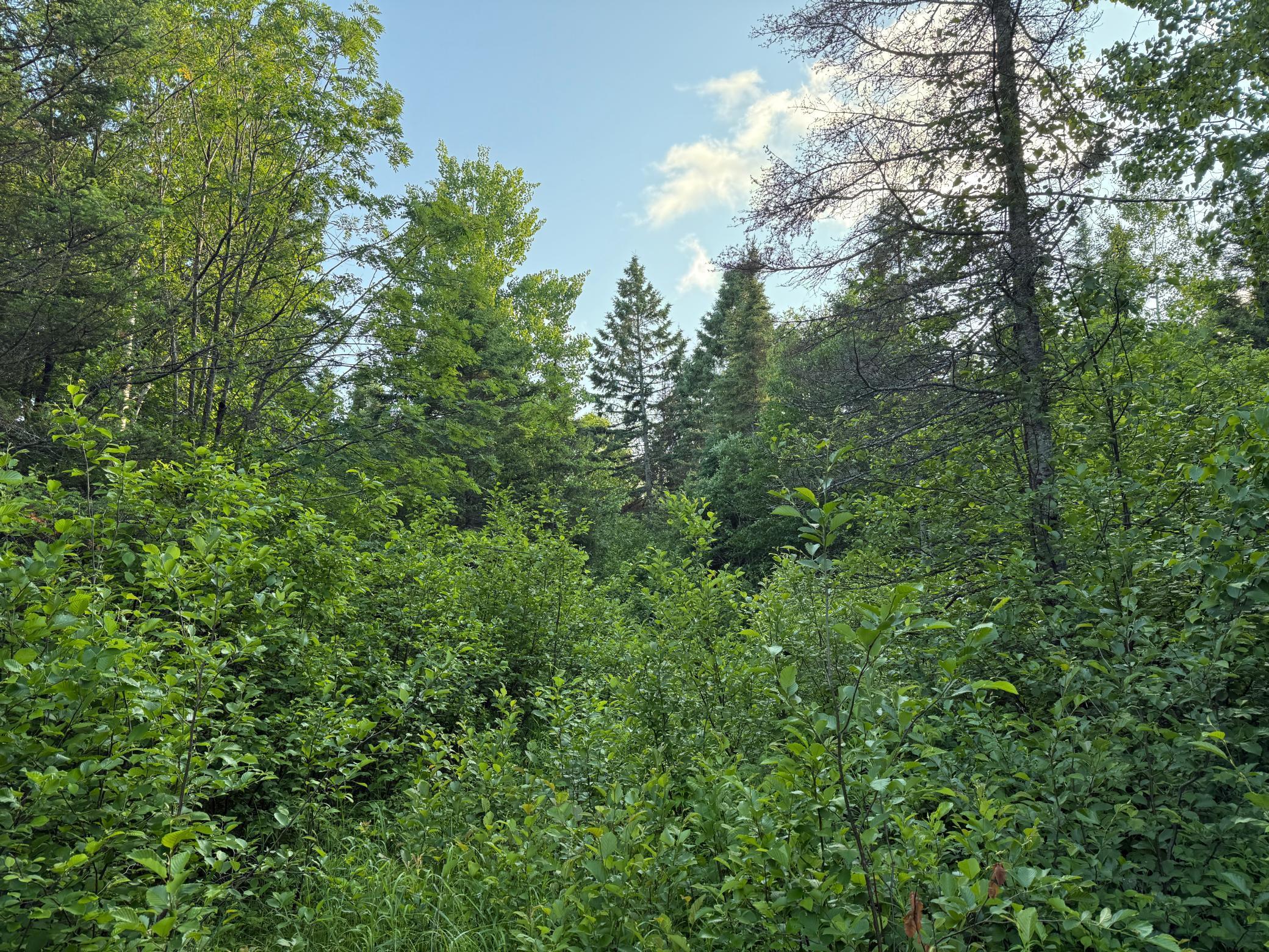 3602 Moose Ridge Road Isabella, MN 55607 - Photo 52 of 66